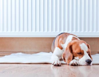 Dog By Radiator Stock