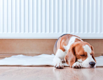 Dog asleep next to a radiator